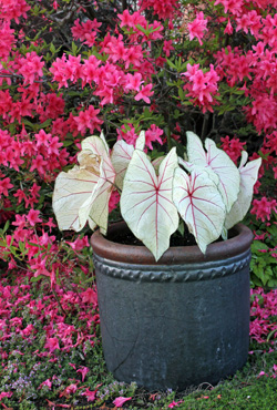 Un pot de caladium Fantasy crée une déclaration spectaculaire devant une azalée Rosy Lights.