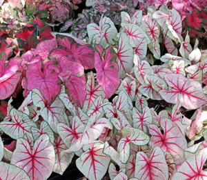 Il existe de nombreux cultivars de caladium.