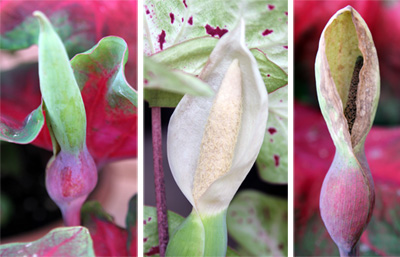 Een bloeiwijze van een caladium die opkomt (L), bloeit (C) en afneemt (R).