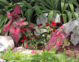 Intercalar caladiums en plantaciones de sombra para dar color.