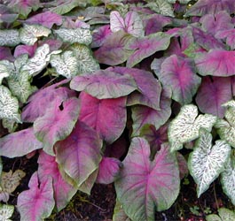 Colorful caladium leaves.