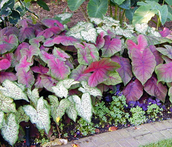 Caladium is often grown as a summer annual for the colorful foliage.