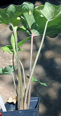 Leaves have long petioles arising directly from the bulb