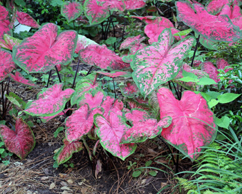 Les caladiums prospèrent dans des conditions chaudes et humides.