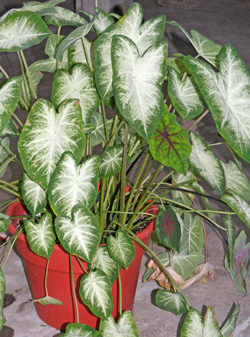 Un caladium cultivé comme plante d'intérieur.