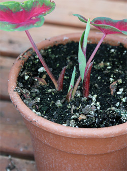 Een caladium die binnenshuis is begonnen.