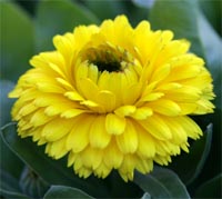 Calendula 'Bon Bon Yellow'.