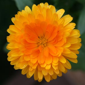 Calendula flowers or just the petals can be used for culinary purposes.