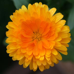 Calendula: A Flower and a Herb – The Flourishing Family