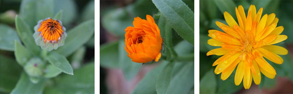 Calendula officinalis (Pot Marigold)