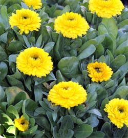 Calendula plants.