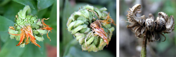 After pollination, the petals fall off and the developing seeds become noticeable, eventually turning grey or light brown.