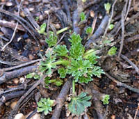 New stems grow from the thick tap root each spring.