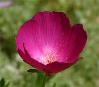 Winecups have a chalice-shaped flower.