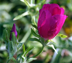 The flowers of winecups are a brilliant magenta color.