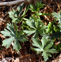 The leaves of winecups are deeply palmately lobed.