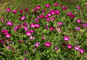 Callirhoe involucrata growing at the Denver Botanical Garden.