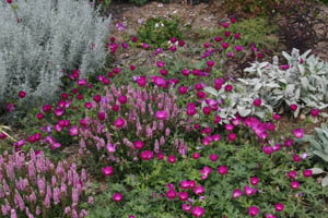 The magenta flowers of wine cups contrasts well with blue foliage of Artemesia and lambs ear (Stachys).