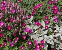 Winecups planted with pink Veronica and fuzzy-leaves lambs ear (Stachys).