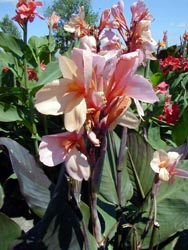 Cannas are one of many tender bulbs that must be dug and stored indoors in cold climates.