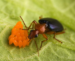 dults of the native carabid beetle Lebia grandis are voracious predators of Colorado potato beetle eggs and larvae. ARS photo d1518-1 by Peggy Greb. 