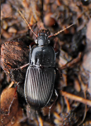 A common ground beetle, Pterostichus nigra. 