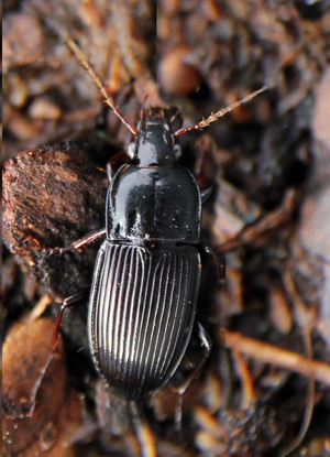 Ground Beetles (Carabidae) – Wisconsin Horticulture