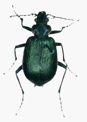 Calosoma wilcoxi.