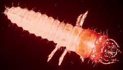 A ground beetle larva.