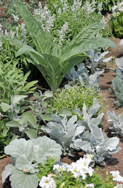 The first year this perennial forms a large rosette of leaves.