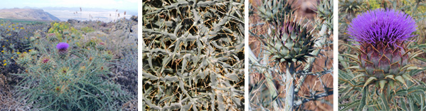 Cynara cardunculus var. feroccisima on the island of Lanzarote, Canary Islands (L), the very spiny leaves (LC), flower head before bloom (RC) and in early bloom (R). This prickly variety is not available as an ornamental.