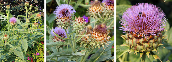 In the second growing season cardoon produces large, thistle-like inflorescences (L and C) with purple flowers (R).