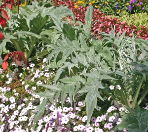The spiny, silvery foliage of cardoon makes a dramatic statement in the garden.