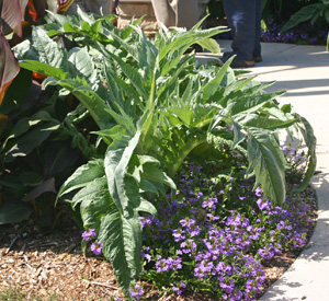 Cardoon offers upright form and bold texture.
