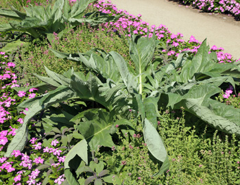 Cardoon has received the Royal Horticultural Societys Award of Garden Merit.