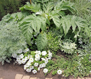Cardoon combines well with white flowers for a monochromatic look.