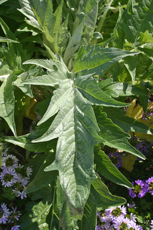 The grey-green leaves are deeply cut with jagged margins and sometimes spines. 