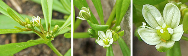 The tiny flowers are borne in clusters in the leaf axils (L and C) and have 5 white sepals, a few stamens and a central green ovary (R).