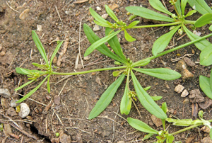 The leaves are borne in whorls at the nodes, with long internodes between.