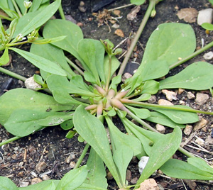 A pinkish swelling often forms at the nodes where the stems branch.