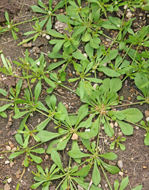 Mollugo verticilliata is a low-growing weed found throughout Wisconsin in disturbed areas.