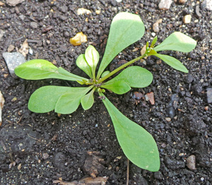 A young carpetweed plant.