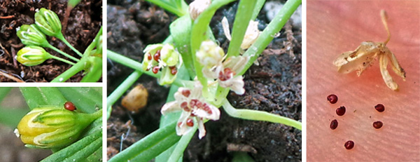 The flowers are followed by three-valved seed capsules (L) that split open C) to release the small, reddish seeds (R).