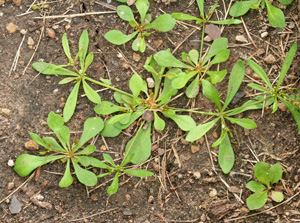 Carpetweed is easy to pull out by hand.