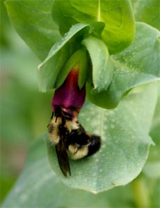 Honeywort is attractive to bees.
