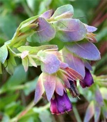 Colorful bracts surround tubular purple flowers.