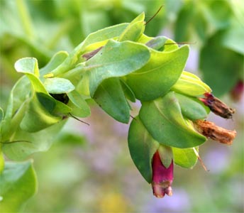 The flowers are borne on the ends of nodding stems.