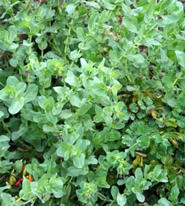 Honeywort is grown as an annual in the Midwest