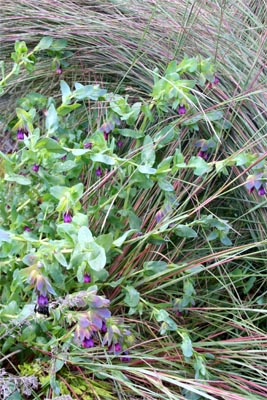 Honeywort's blue foliage is a good contrast or echo with other plants, here with little bluestem grass, Schizachryium scoparium 'The Blues'.