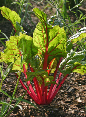 Swiss chard is dramatic when the leaves are backlit.